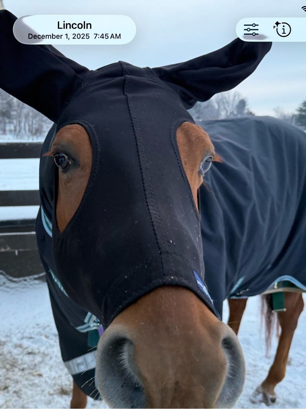 Snuggly Hood for Winter for Horse in size LG